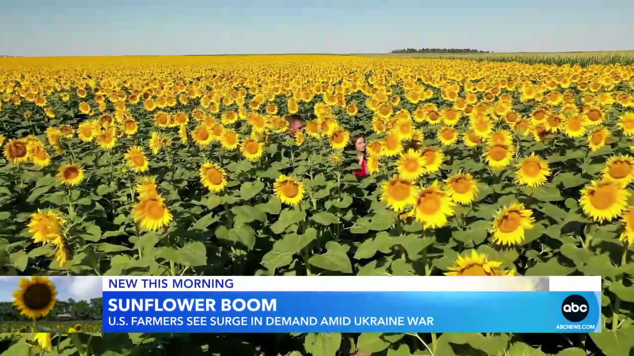 Farmers working tirelessly to sustain surge in demand for sunflowers amid Ukraine war GMA