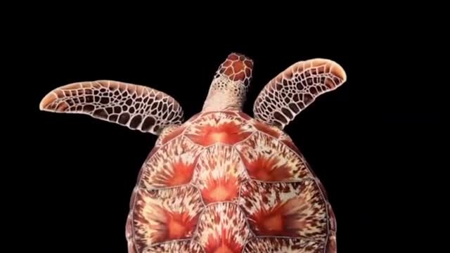 Beautiful sea turtle #shorts #shortsvideo #viral #video