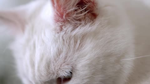 beautiful cat Video