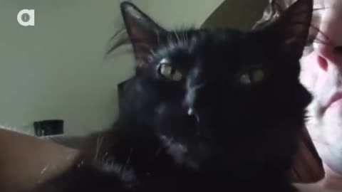 Cat Really Loves His Dad ! 😀😼😘