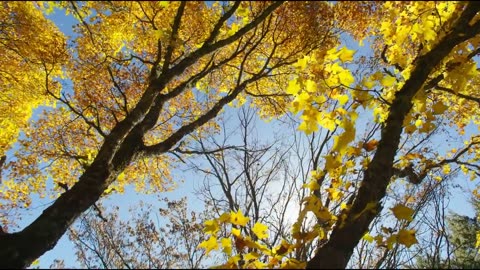 The Breathtaking Beauty of Nature | HD 1080p