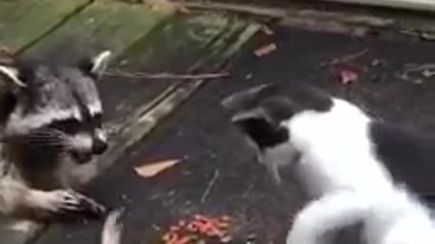 Amazing Video Must Watch
