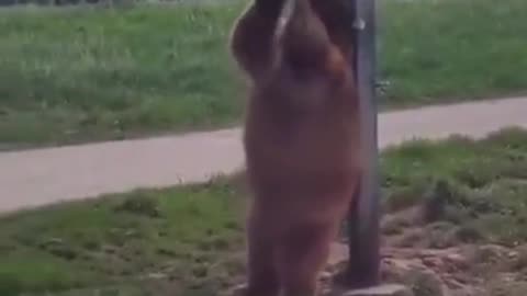 Shorts - Bear Itch