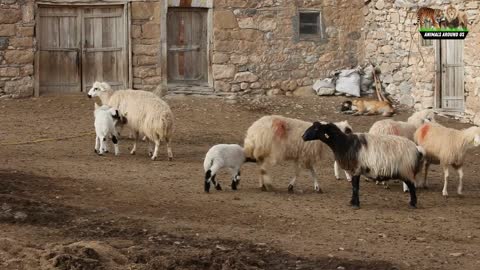 Farm Animals - cow, sheep, cattle, horses, fish, Chicks, ducks, goose, cats, dogs