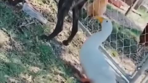 Funniest Animals