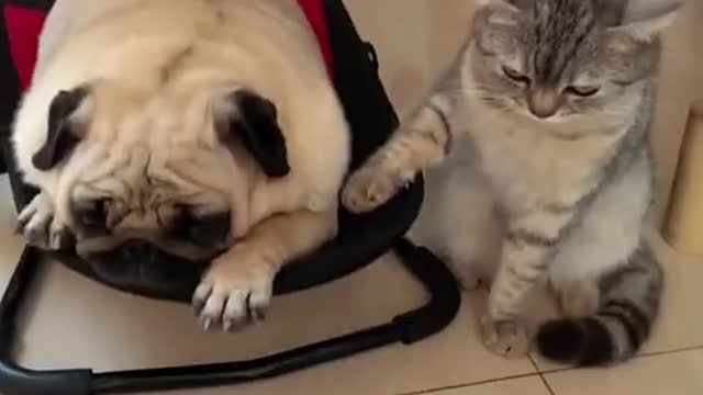 Cats 😹 and dogs 🐕 funny 😂🤣🇧🇷🔥