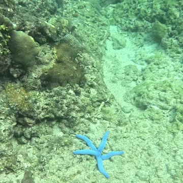 Discovering Blue Treasures: A Snorkeling Adventure with Blue Starfish