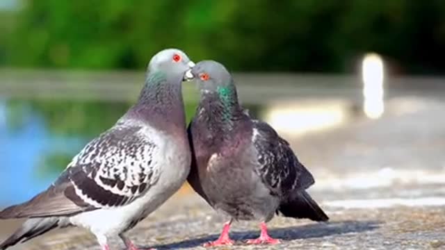 A love story between the two pigeons