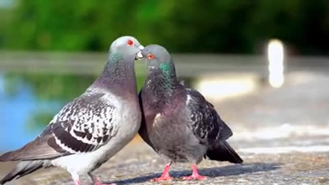 A love story between the two pigeons