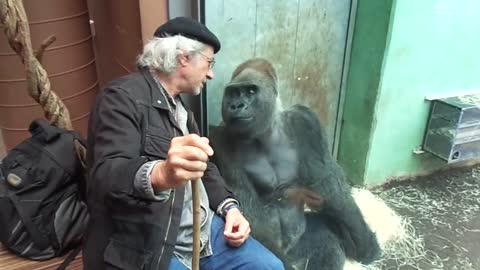 Gorilla Silverback Roututu meets his friend - Raymond Hummy Art - Sehnsucht - Desire