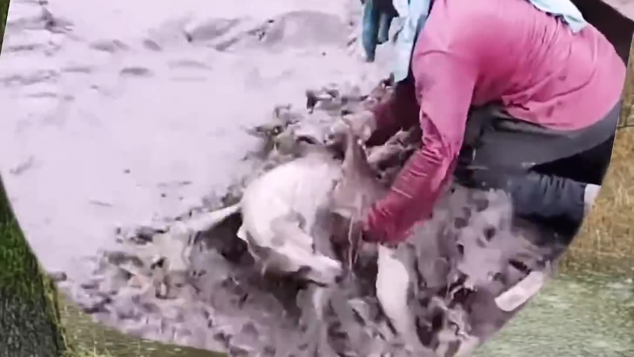 Poor dog is rescued by amazing construction crew