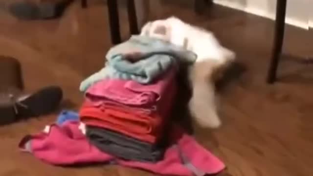 Cats Life Funny Cats #shorts #funny #cat