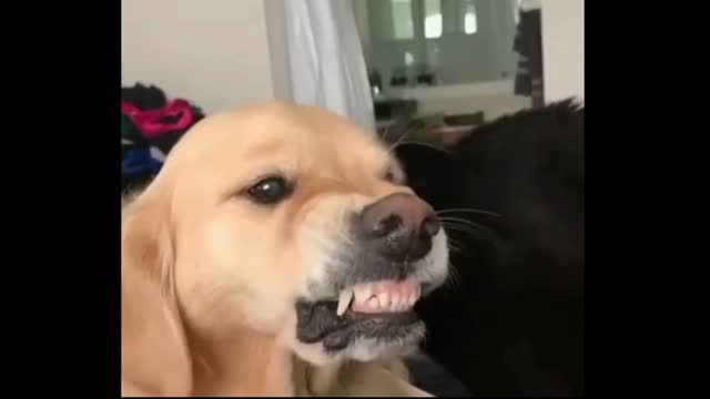 Cat and dog