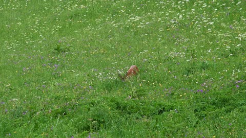 Wild deer eat in the wild