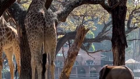 Wild animals elephants