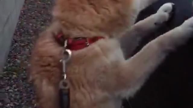 Get in the car, we're leaving!