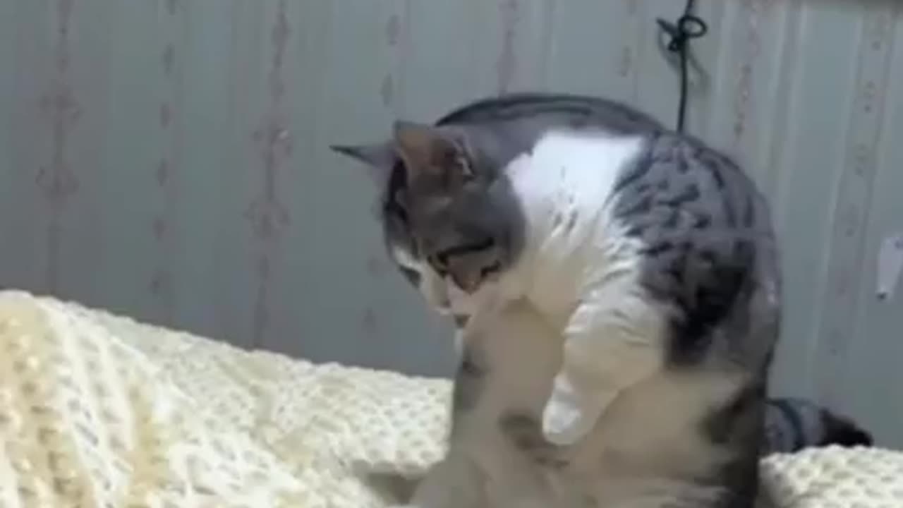 Funny cat dancing