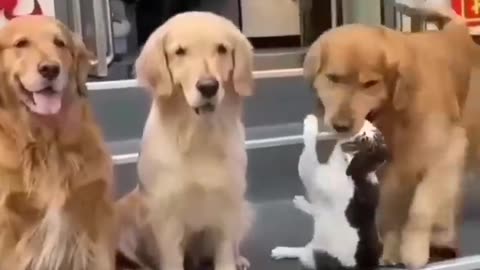 WHO SAID DOGS AND CATS CAN'T BE FRIENDS?!