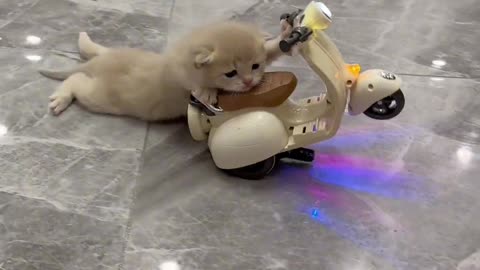 Funny animals petd