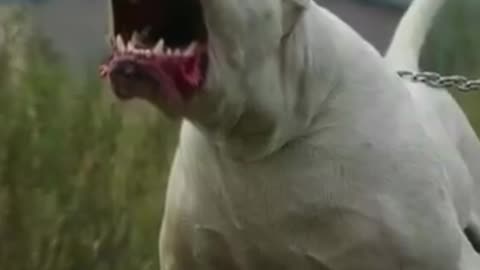 10 Unlawful Dog Breeds In The World