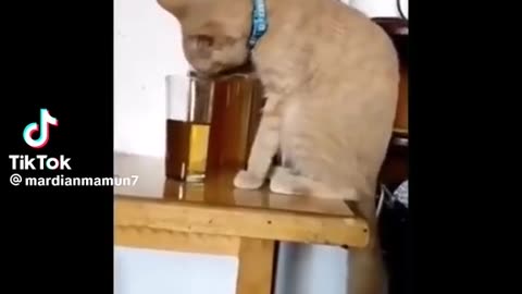 Animal funny video