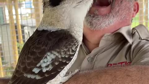 This kookaburra, thinks he is a funny bird