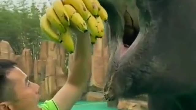 Watch this Elephant Eating Bananas 😮