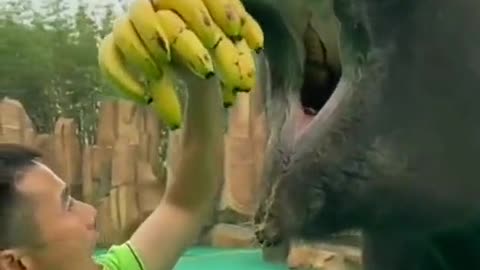 Watch this Elephant Eating Bananas 😮