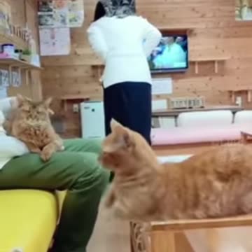 Cat 😺 funny moments 😂😂