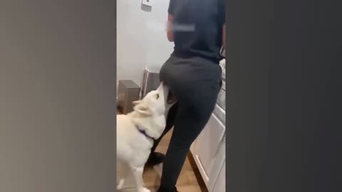 Cat's and dogs funny moments