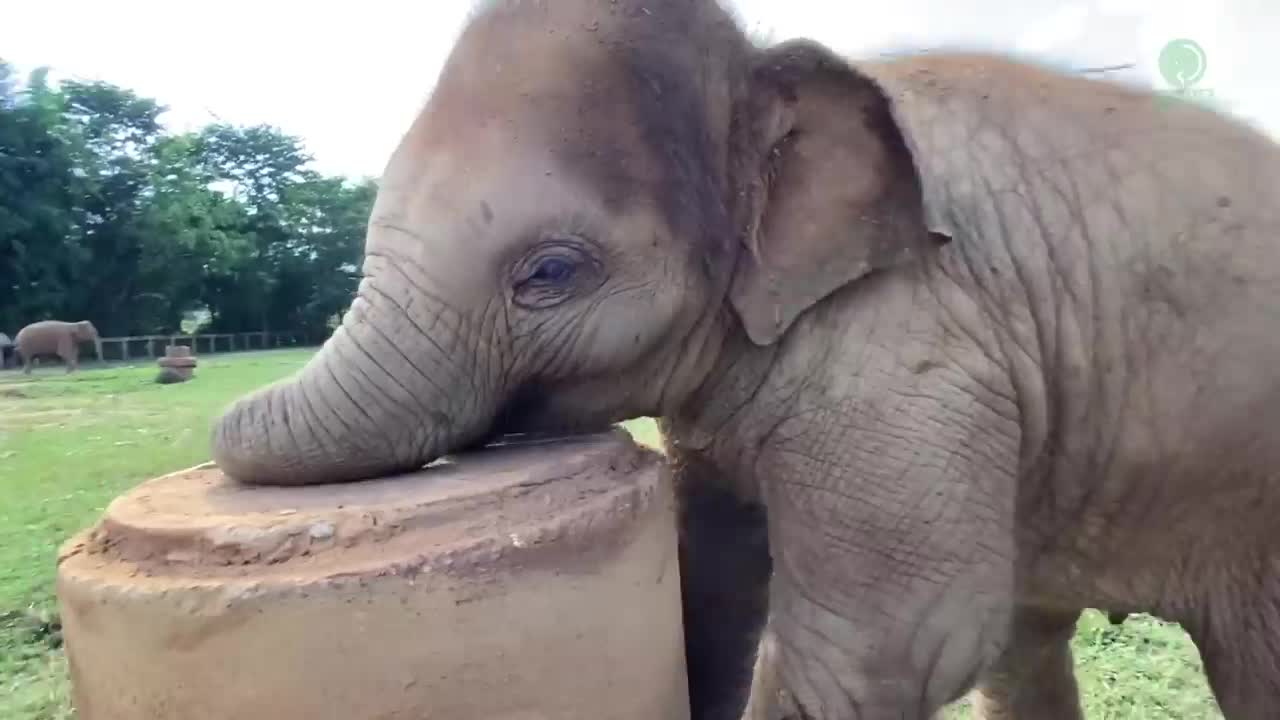 Baby Elephant Tries To Figure It Out How To Eat Grass On The Top Of Cement Pipe