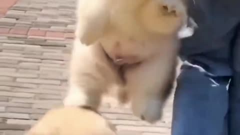 The little guy is my best friend.