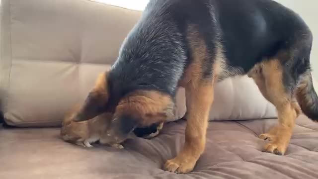 Can a German Shepherd Puppy and a Bunny be Friends?