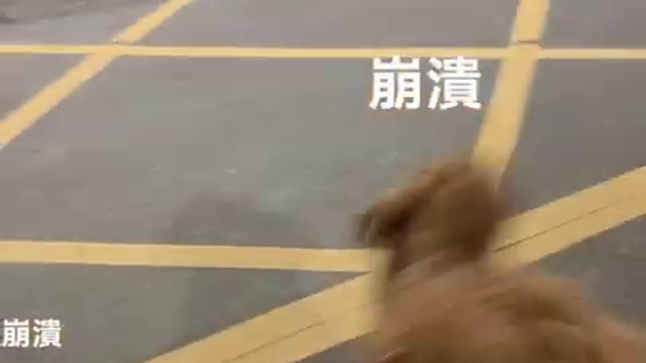 蹦跳兄妹被拆散了！跳跳情緒失控！ #pets #寵物