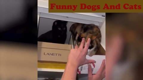 Funny Dogs And Cats Videos 2022