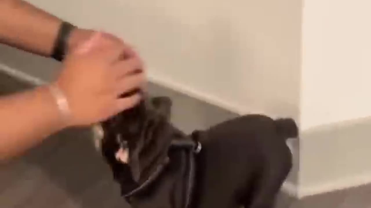 Funniest Videos 2022 😂 Funny Cats 🐱 and Dogs 🐶