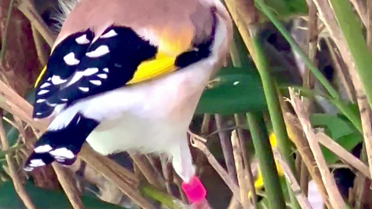 Major Goldfinch | Aviary Birds