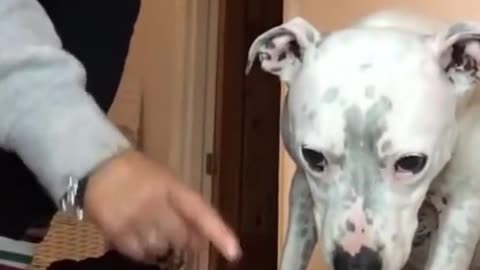 Super FUNNY DOG Videos from TikTok