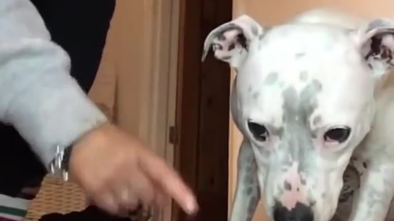 Super FUNNY DOG Videos from TikTok