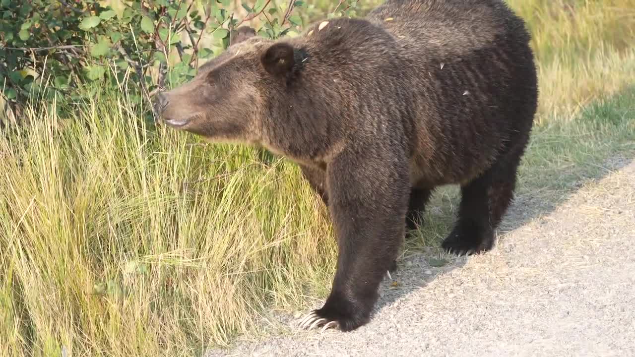 Grizzly Bear 399 looking happy and healthy in the fall of '22 after releasing her four cubs in May.