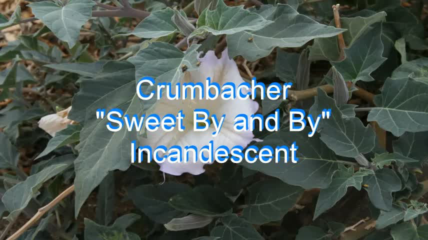 Crumbacher - Sweet By and By #244