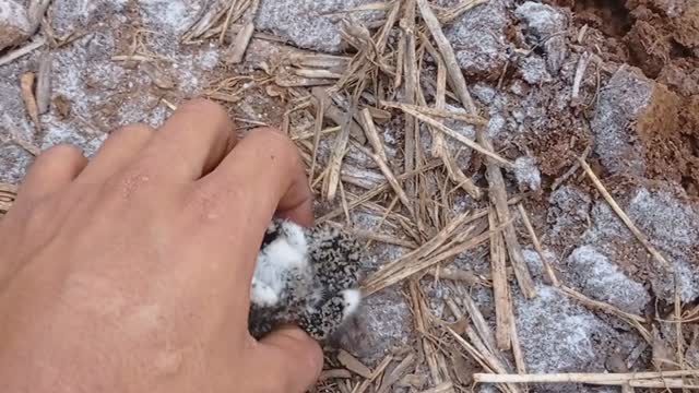 Farmer Preparing Land Moves Baby Birds and Nest