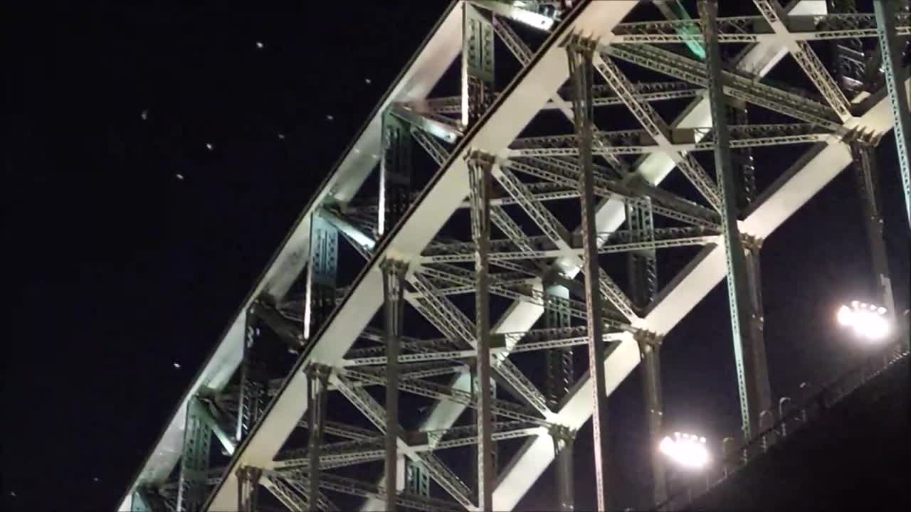 Seagulls Feeding on Moths Above Sydney Harbour Bridge at Night