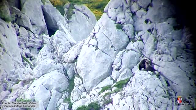 Bears fall from cliff during fight, female survives