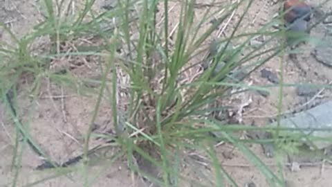 green grass plant