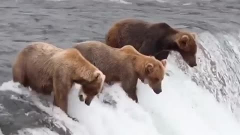 Bears in Alaska are having breakfast