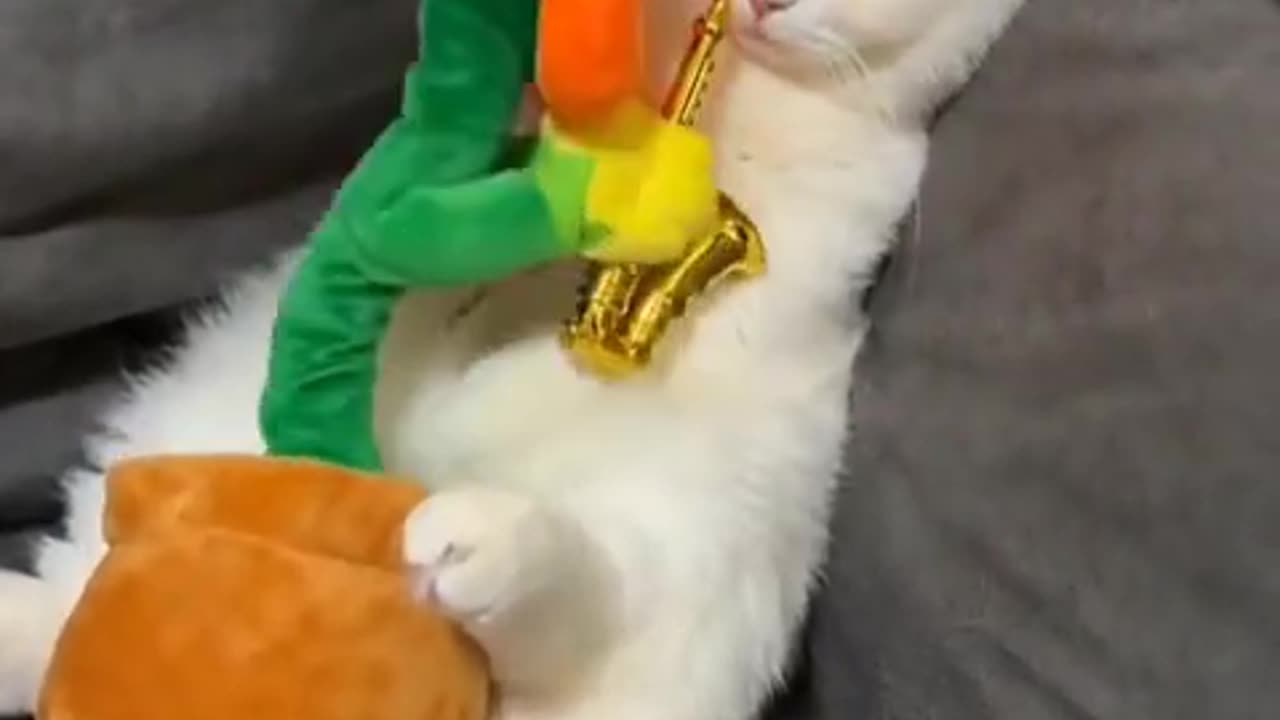 Sleeping cat with music