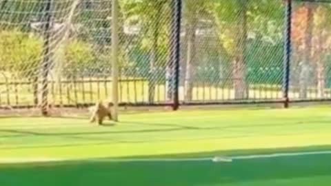 Oh, my God, this dog is so good at football