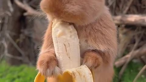 Cutie pie eating banana