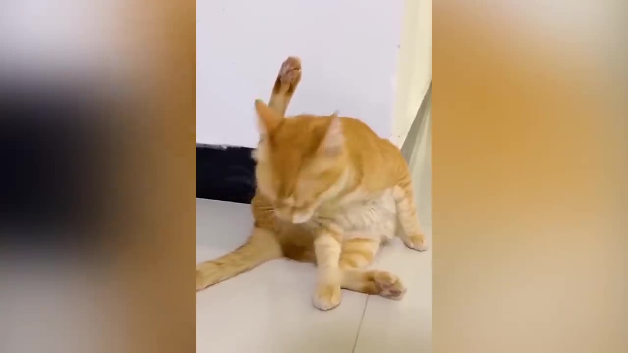 Funny animal video